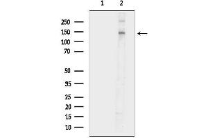 Western blot analysis of lysates from Rat brain, using eNOS Antibody.
