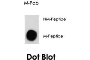 Dot blot analysis of H3F3A/H3F3B polyclonal antibody  on nitrocellulose membrane. (Histone H3.3 antibody  (AA 1-30))