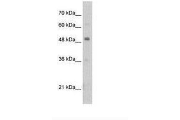 PBX3 antibody  (N-Term)