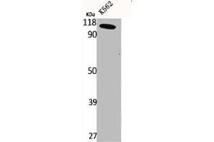 Western Blot analysis of K562 cells using CLC-6 Polyclonal Antibody (CLCN6 antibody  (Internal Region))