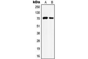 Western blot analysis of HSC70 expression in HeLa (A), NIH3T3 (B) whole cell lysates. (Hsc70 antibody  (Center))
