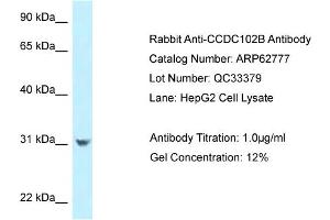 Western Blotting (WB) image for anti-Coiled-Coil Domain Containing 102B (CCDC102B) (N-Term) antibody (ABIN2789242) (CCDC102B antibody  (N-Term))