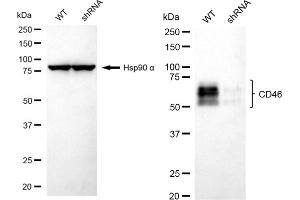 Western blotting analysis using CD46 antibody (ABIN7797974). (Recombinant CD46 antibody)