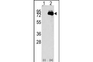 Western blot analysis of NUAK2 (arrow) using rabbit polyclonal NUAK2 Antibody (N-term) (R).