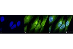 Immunocytochemistry/Immunofluorescence analysis using Rabbit Anti-p33 ING1 Polyclonal Antibody .