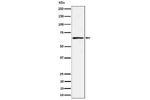 Western blot analysis of RIP2 in K562 cell lysate.