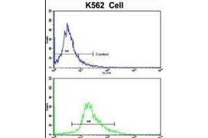 Flow cytometric analysis of K562 cells using CCRN4L Antibody (C-term)(bottom histogram) compared to a negative control cell (top histogram). (CCRN4L antibody  (C-Term))