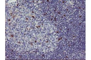 Image no. 2 for anti-RNA Binding Protein with Multiple Splicing (RBPMS) antibody (ABIN1500642) (RBPMS antibody)