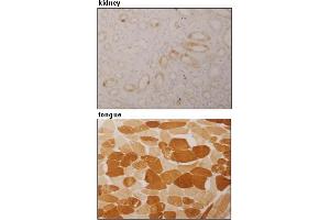 Immunohistochemical detection of ARPP on paraffin embedded section of human kidney and tongue with AM26555AF-N. (ANKRD2 antibody)