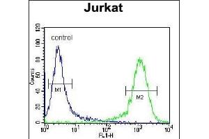 ADCY2 Antibody (Center) (ABIN655269 and ABIN2844861) flow cytometric analysis of Jurkat cells (right histogram) compared to a negative control cell (left histogram).