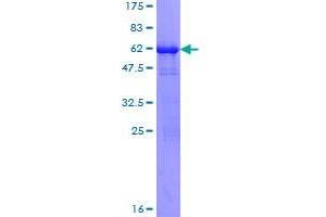 PRPS1 Protein (AA 1-318) (GST tag)