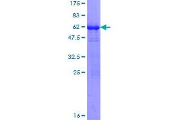 PRPS1 Protein (AA 1-318) (GST tag)