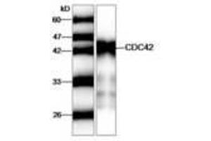 Image no. 1 for anti-Cell Division Cycle 42 (GTP Binding Protein, 25kDa) (CDC42) antibody (ABIN791459) (CDC42 antibody)