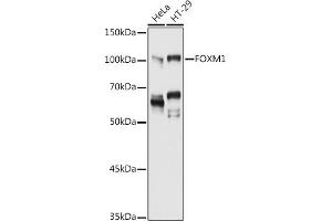 Western blot analysis of extracts of various cell lines, using FOXM1 antibody (ABIN3023678, ABIN3023679, ABIN3023680, ABIN1679892 and ABIN6219567) at 1:1000 dilution. (FOXM1 antibody  (AA 1-350))