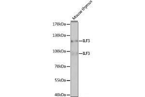 Western blot analysis of extracts of Mouse thymus using ILF3 Polyclonal Antibody at dilution of 1:1000. (Interleukin enhancer-binding factor 3 (ILF3) antibody)