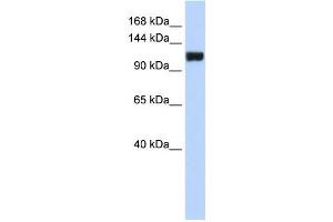 Western Blotting (WB) image for anti-Family with Sequence Similarity 120A (FAM120A) antibody (ABIN2459850) (FAM120A antibody)