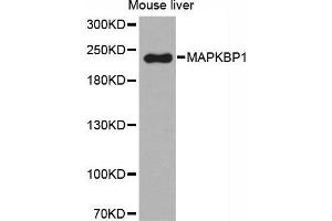 Western Blotting (WB) image for anti-Mitogen-Activated Protein Kinase Binding Protein 1 (MAPKBP1) (AA 1-100) antibody (ABIN6219724) (MAPKBP1 antibody  (AA 1-100))