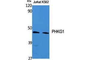 Western Blot (WB) analysis of specific cells using PHKG1 Polyclonal Antibody. (PHKG1 antibody  (Internal Region))