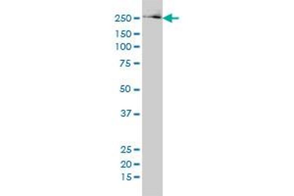 Fatty Acid Synthase antibody  (AA 1-439)