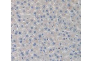 IHC-P analysis of Mouse Tissue, with DAB staining. (Complement Factor B antibody  (AA 32-157))
