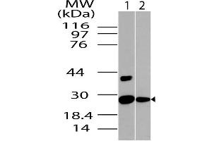 Image no. 1 for anti-NAD(P)H Dehydrogenase, Quinone 1 (NQO1) (AA 50-274) antibody (ABIN5027401) (NQO1 antibody  (AA 50-274))