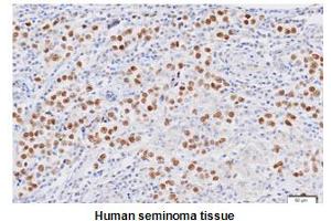 Immunohistochemistry (IHC) image for anti-Nanog Homeobox (NANOG) (AA 1-154), (N-Term) antibody (ABIN317543)