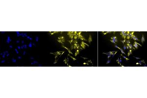 Immunocytochemistry (ICC) image for anti-Heme Oxygenase (Decycling) 1 (HMOX1) (AA 1-30) antibody (ABIN361697)