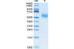 Human KLRG1 on Tris-Bis PAGE under reduced condition. (KLRG1 Protein (AA 60-195) (Fc Tag))