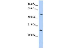 Chymotrypsin antibody  (N-Term)