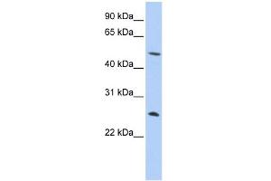 WB Suggested Anti-CTRL Antibody Titration:  0. (Chymotrypsin antibody  (N-Term))