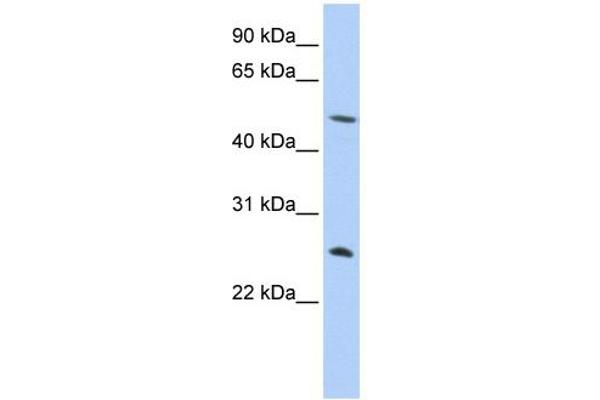 Chymotrypsin anticorps  (N-Term)