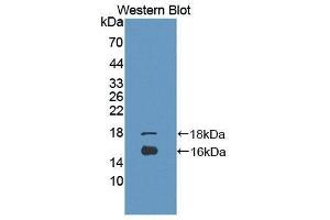 Western Blotting (WB) image for anti-Growth Differentiation Factor 3 (GDF3) (AA 251-364) antibody (ABIN3201682) (GDF3 antibody  (AA 251-364))
