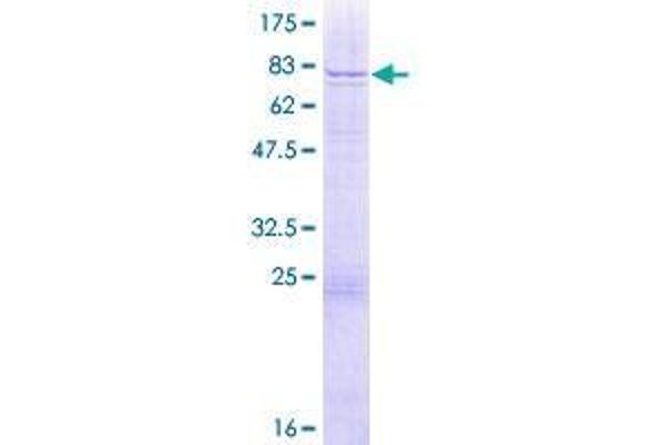 WDR13 Protein (AA 1-485) (GST tag)