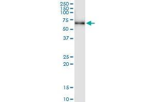 Immunoprecipitation of IFRD2 transfected lysate using anti-IFRD2 MaxPab rabbit polyclonal antibody and Protein A Magnetic Bead , and immunoblotted with IFRD2 MaxPab mouse polyclonal antibody (B01) . (IFRD2 antibody  (AA 1-442))