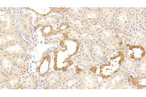 Detection of HTRA1 in Human Kidney Tissue using Polyclonal Antibody to High Temperature Requirement Factor A1 (HTRA1) (HTRA1 antibody  (AA 204-364))