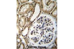 BRUNOL6 Antibody (N-term) immunohistochemistry analysis in formalin fixed and paraffin embedded human kidney tissue followed by peroxidase conjugation of the secondary antibody and DAB staining. (CELF6 antibody  (N-Term))