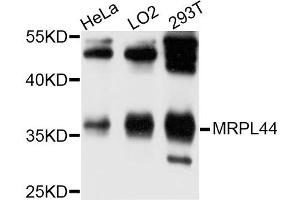 Western blot analysis of extracts of HeLa cell line, using MRPL44 antibody. (MRPL44 antibody)