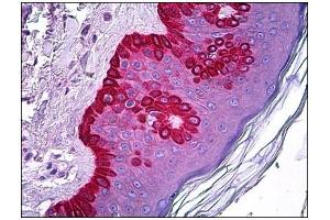 Immunohistochemistry (IHC) image for anti-Chymotrypsin-Like Elastase Family, Member 1 (CELA1) antibody (ABIN782309) (CELA1 antibody)