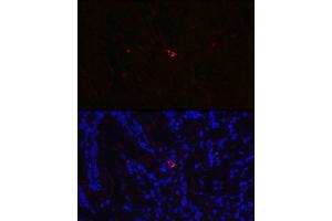 Immunofluorescence analysis of Rat small intestine using NTS antibody (ABIN6128380, ABIN6144914, ABIN6144917 and ABIN6215934) at dilution of 1:350. (Neurotensin antibody  (AA 24-148))