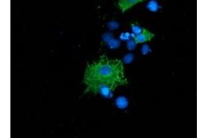Anti-SH2B3 mouse monoclonal antibody (ABIN2454471) immunofluorescent staining of COS7 cells transiently transfected by pCMV6-ENTRY SH2B3 (RC218359). (SH2B3 antibody)