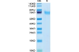 Cynomolgus CD55 on Tris-Bis PAGE under reduced condition. (CD55 Protein (AA 36-350) (His tag))