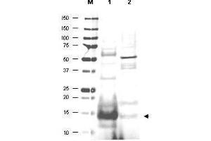 Western blot using  affinity purified anti-UBC13 antibody shows detection of UBC13 protein in human small intestine lysate (lane 1) but not in mouse thymus lysate (lane 2). (UBE2N antibody  (AA 40-51))