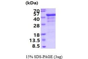 SDS-PAGE (SDS) image for TAR DNA Binding Protein (TARDBP) (AA 1-414) protein (ABIN7281189)
