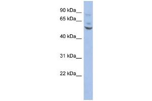 WB Suggested Anti-ETV1 Antibody Titration:  0. (ETV1 antibody  (Middle Region))