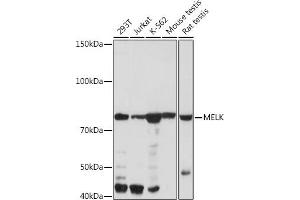 Western blot analysis of extracts of various cell lines, using MELK Rabbit mAb (ABIN7268411) at 1:1000 dilution. (MELK antibody)