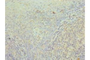 Immunohistochemistry of paraffin-embedded human tonsil tissue using ABIN7171427 at dilution of 1:100 (CCT3 antibody  (AA 1-300))
