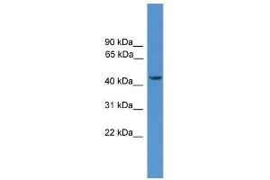 Western Blot showing SYT12 antibody used at a concentration of 1. (SYT12 antibody  (N-Term))