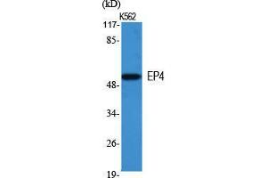 Western Blot (WB) analysis of specific cells using EP4 Polyclonal Antibody. (PTGER4 antibody  (Internal Region))