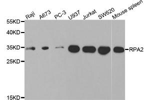 Western blot analysis of extracts of various cell lines, using RPA2 antibody (ABIN5971215) at 1/1000 dilution. (RPA2 antibody)