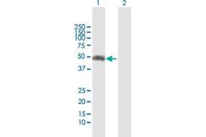 Western Blot analysis of IFNGR2 expression in transfected 293T cell line by IFNGR2 MaxPab polyclonal antibody. (IFNGR2 antibody  (AA 1-337))